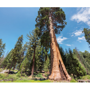 Sekvojovec mamutí (Sequoiadendron giganteum) - výška: 30-40 cm, kont. C2.5L